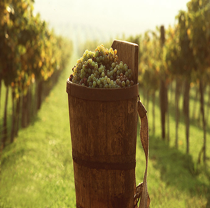 Le Tokaï, vin des rois